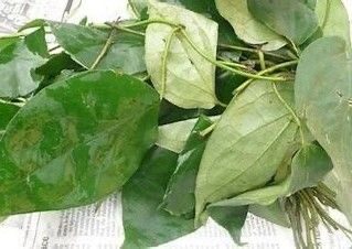 Uziza leaves ( fresh and dried)