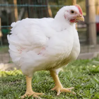 Live Broiler Chicken